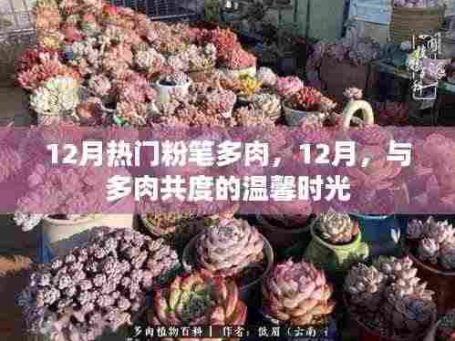 12月多肉热潮,与绿色共度温馨时光