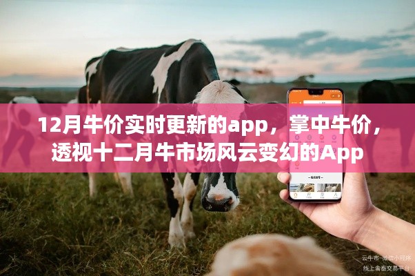 掌中牛价,透视十二月牛市场风云变幻的实时牛价更新App