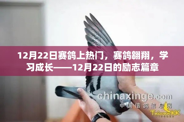 赛鸽翱翔励志篇章,成长之路在12月22日闪耀启航