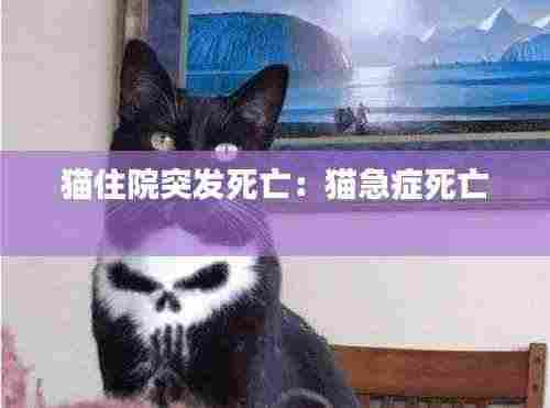 猫住院突发死亡:猫急症死亡