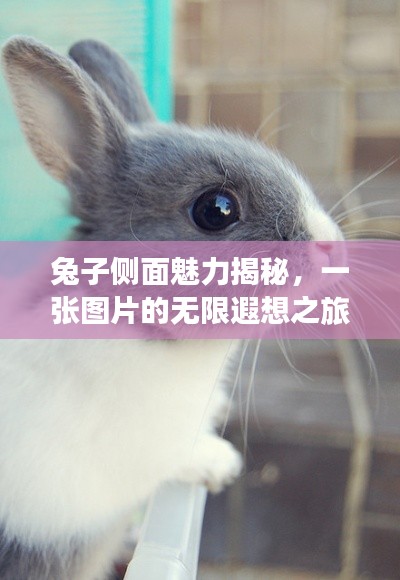 兔子侧面魅力揭秘，一张图片的无限遐想之旅