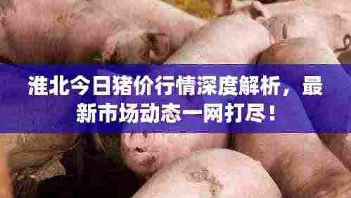 淮北今日猪价行情深度解析,最新市场动态一网打尽!