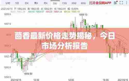 茴香最新价格走势揭秘,今日市场分析报告