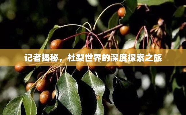 记者揭秘,杜梨世界的深度探索之旅